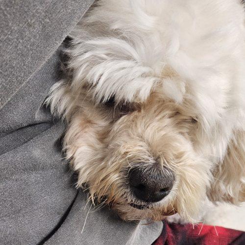 Josie, Adoptable, Adult Female Cockapoo.