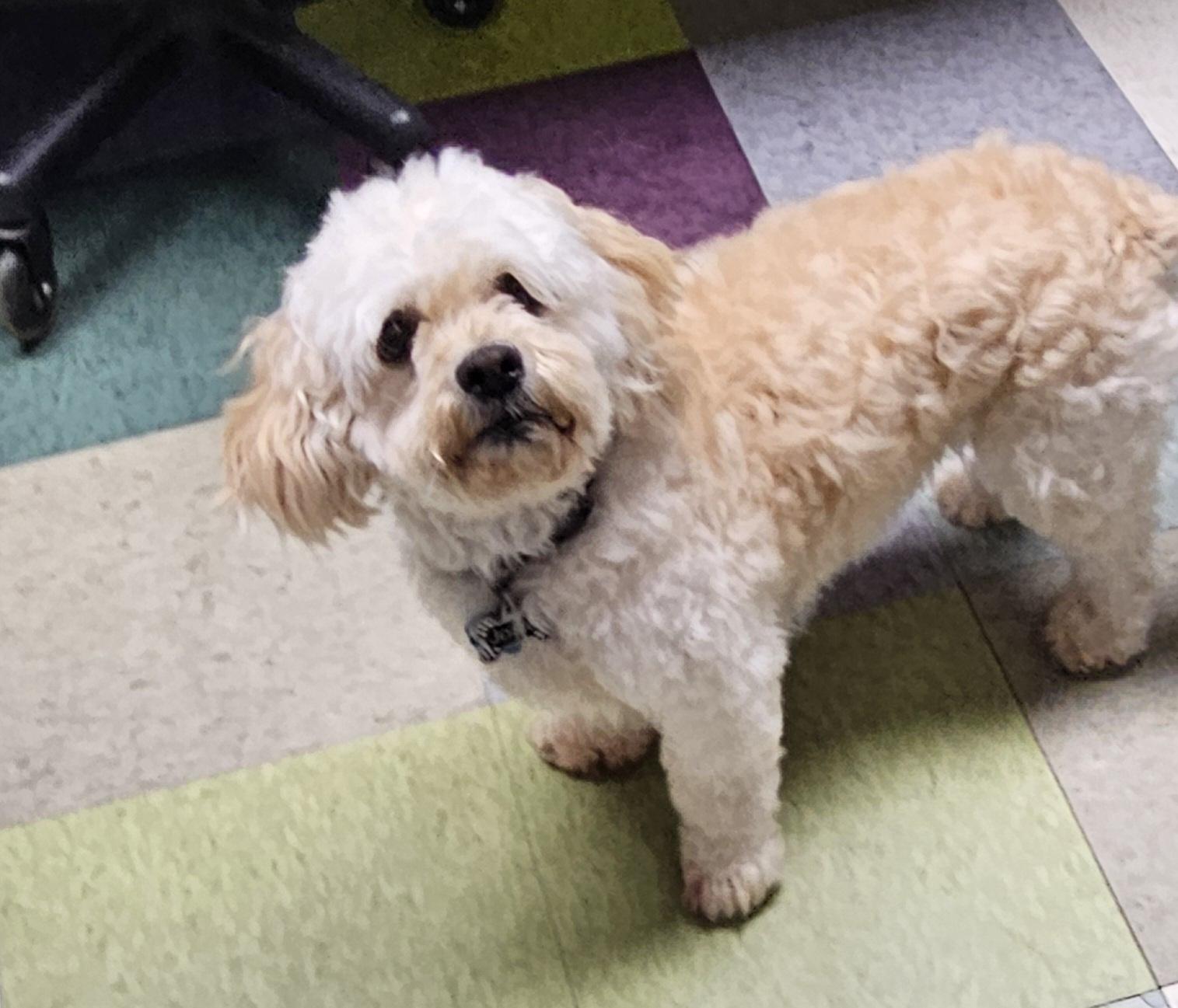 Enlarge Josie, a Adoptable Cockapoo in Kirksville, MO image 2/3