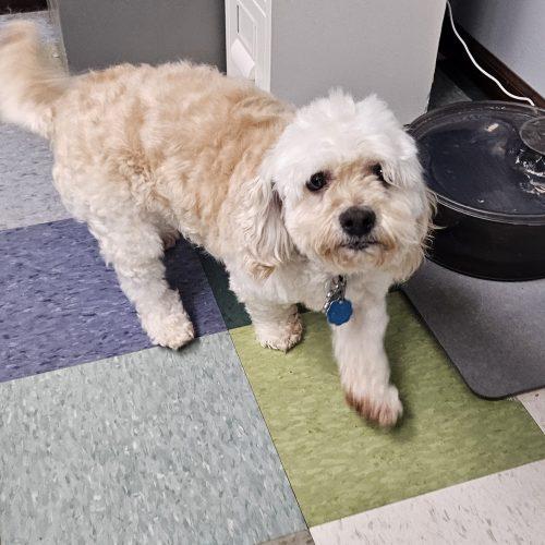 Enlarge Josie, a Adoptable Cockapoo in Kirksville, MO image 3/3