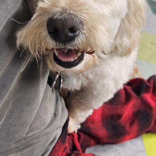 Enlarge Josie, a Adoptable Cockapoo in Kirksville, MO image 3/5