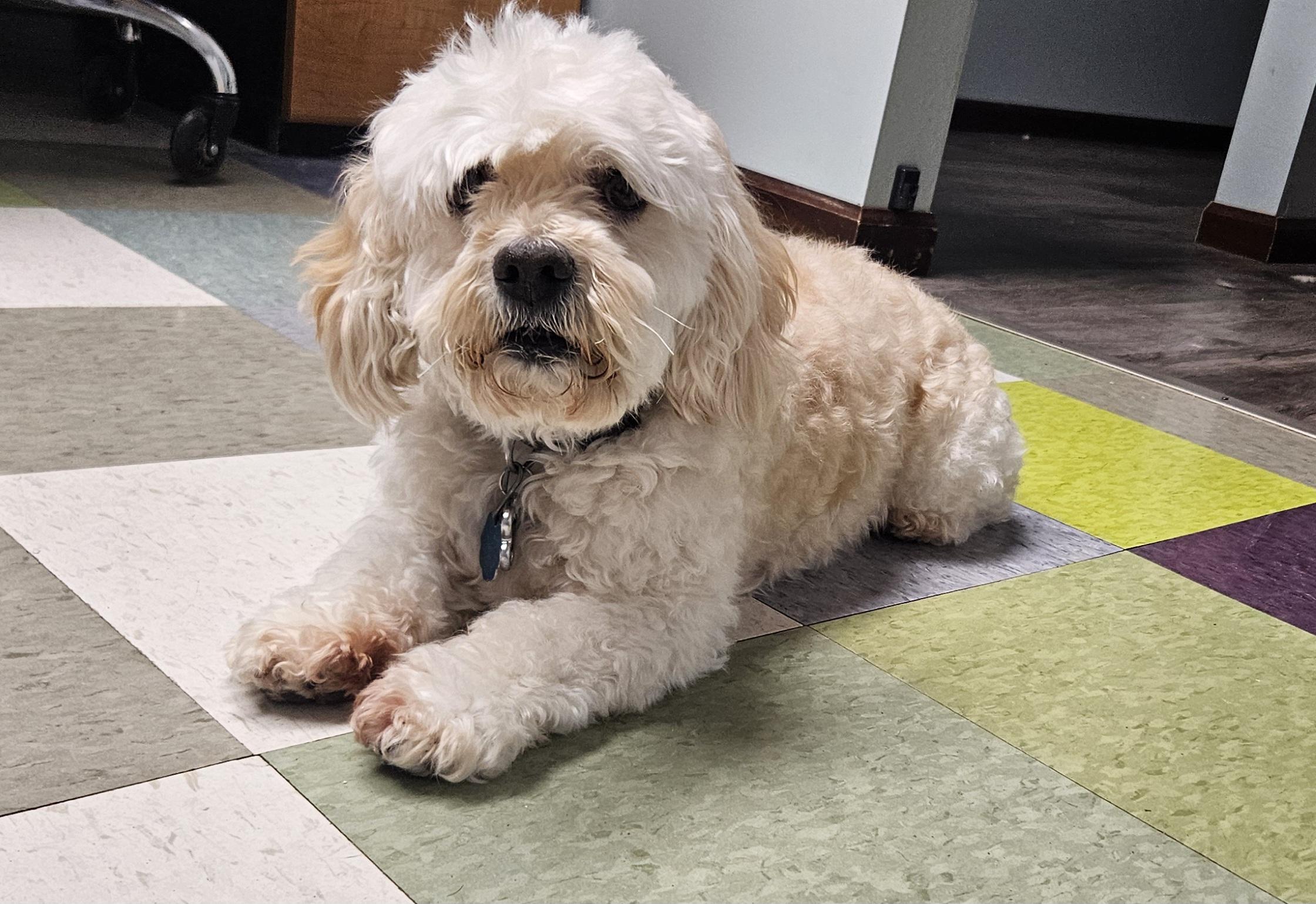 Enlarge Josie, a Adoptable Cockapoo in Kirksville, MO image 4/5