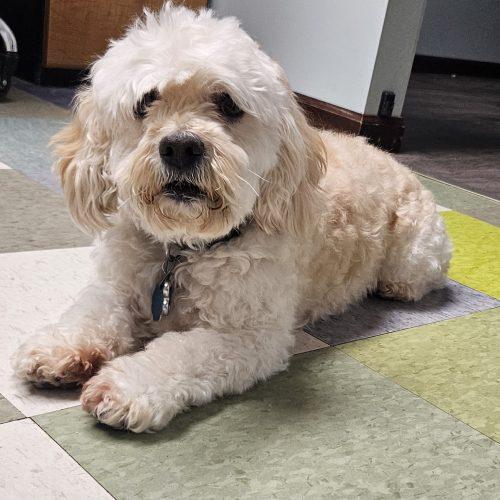 Enlarge Josie, a Adoptable Cockapoo in Kirksville, MO image 5/5