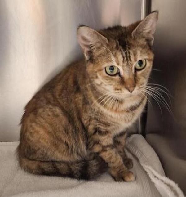 Daisy, Adoptable, Adult Female Domestic Short Hair.