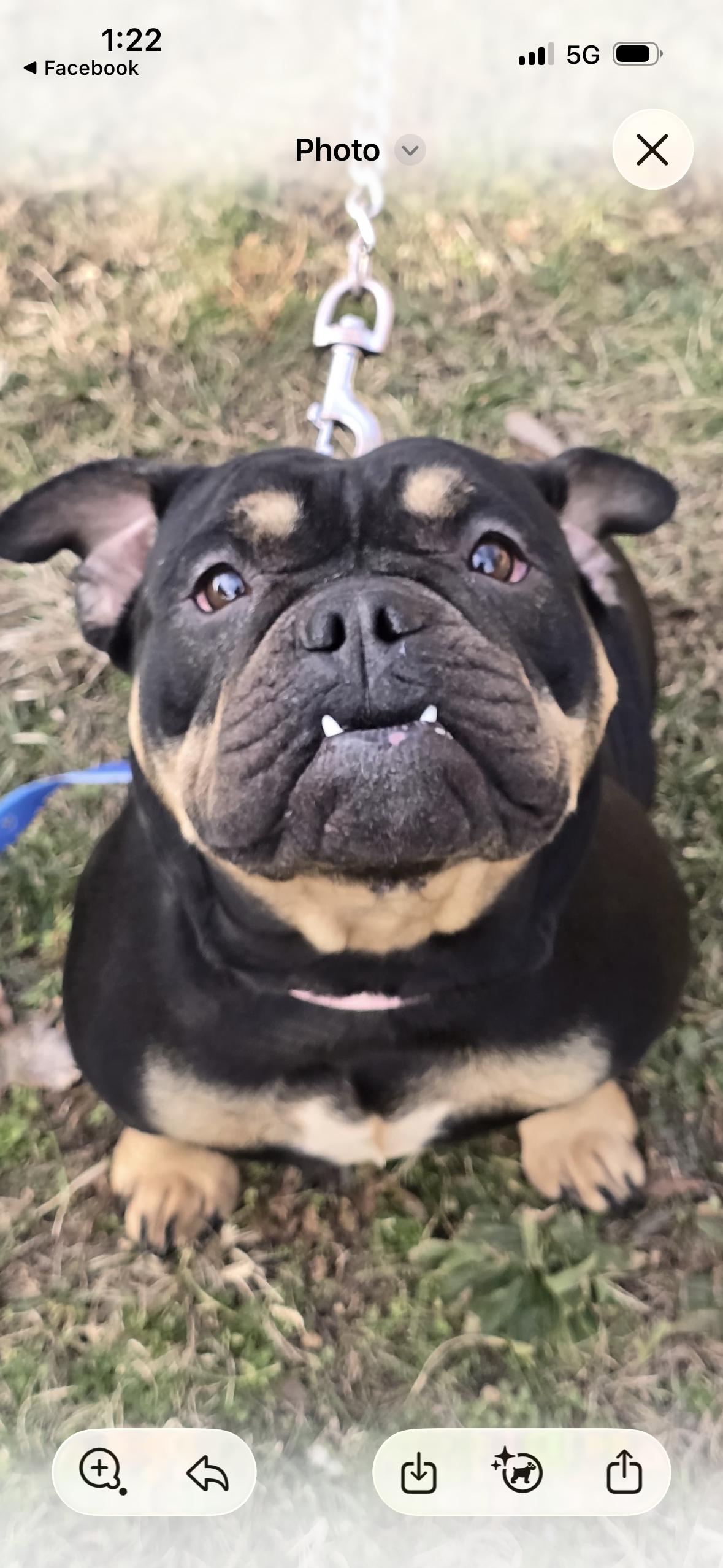 Wendy, ADOPTABLE, Adult Female English Bulldog.