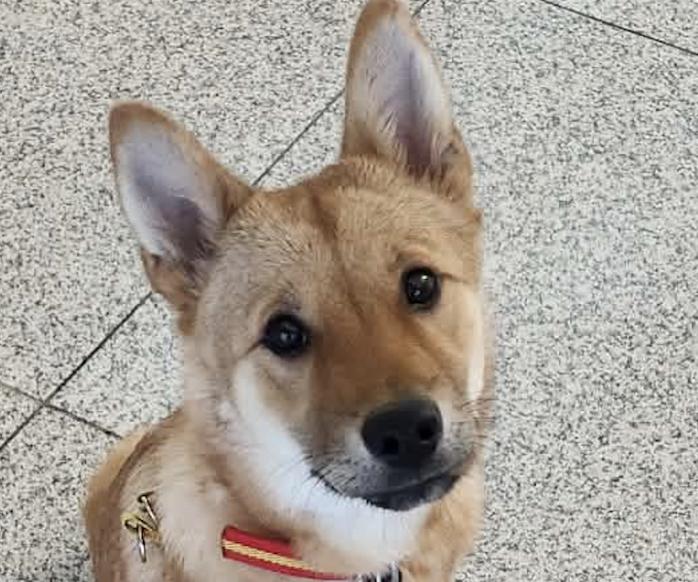 Cookie, adopted, Puppy Male Jindo & Shiba Inu.