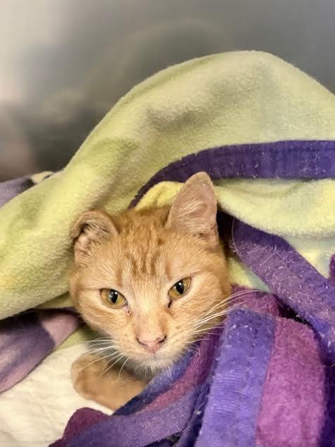 Minnie, Adoptable, Young Female Domestic Short Hair.