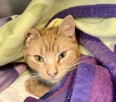 Minnie, a Adoptable mixed breed in Ogdensburg, NY image 2/2