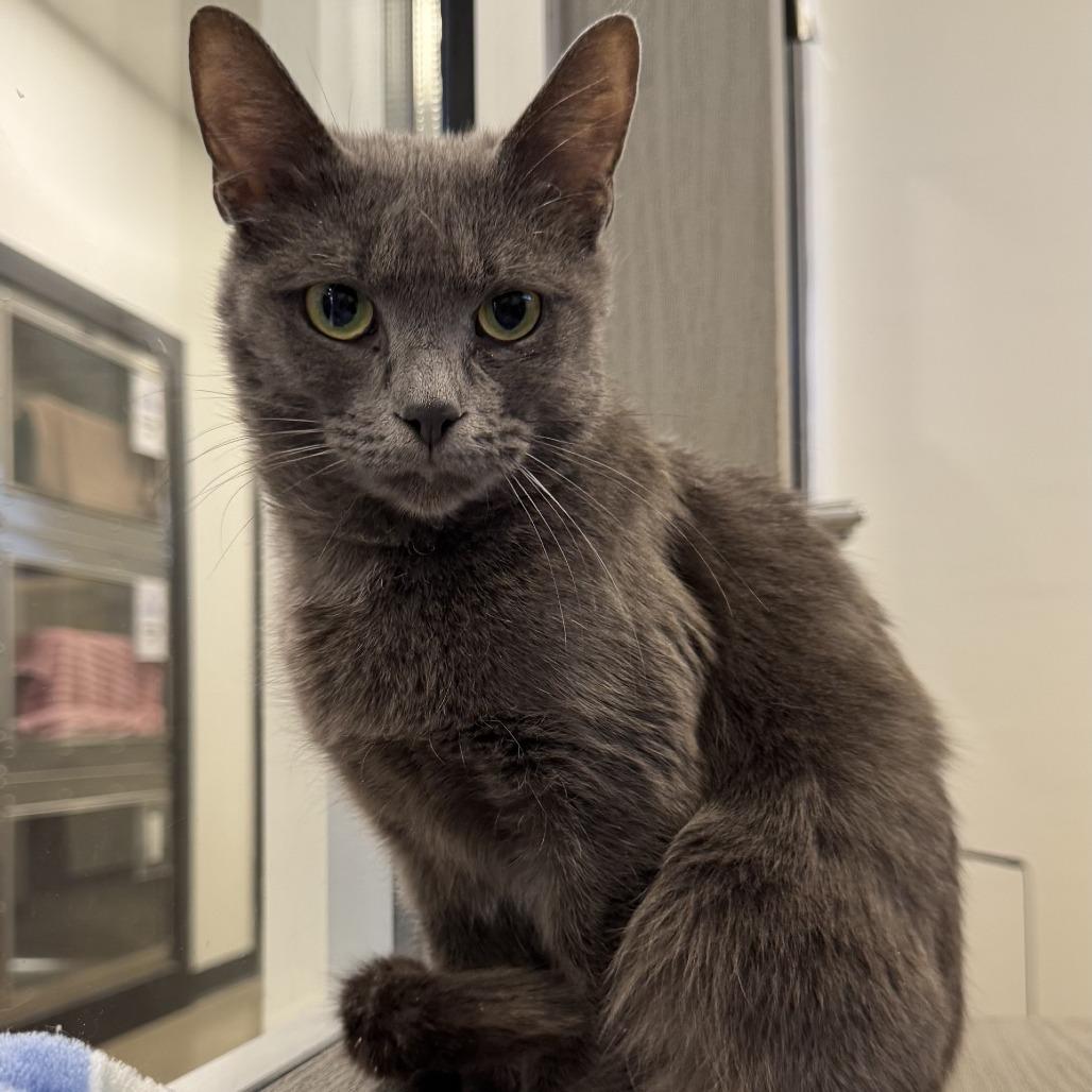 Makenzie, Adoptable, Adult Female Domestic Short Hair.