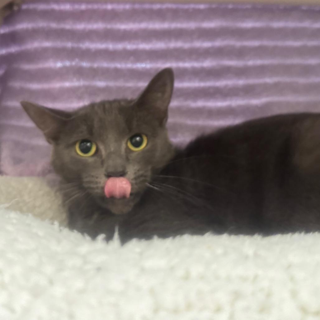 Enlarge Makenzie, a Adoptable Domestic Short Hair in York, PA image 2/5