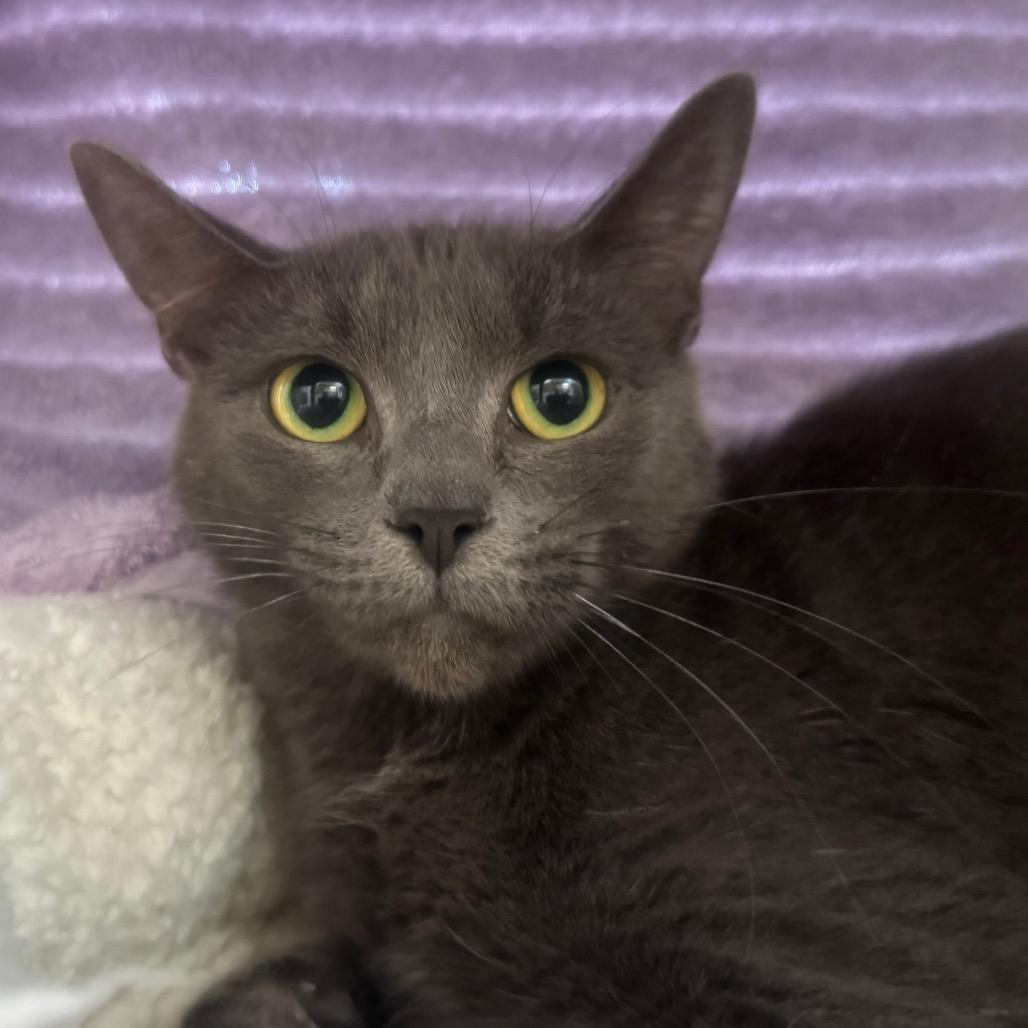 Enlarge Makenzie, a Adoptable Domestic Short Hair in York, PA image 3/5