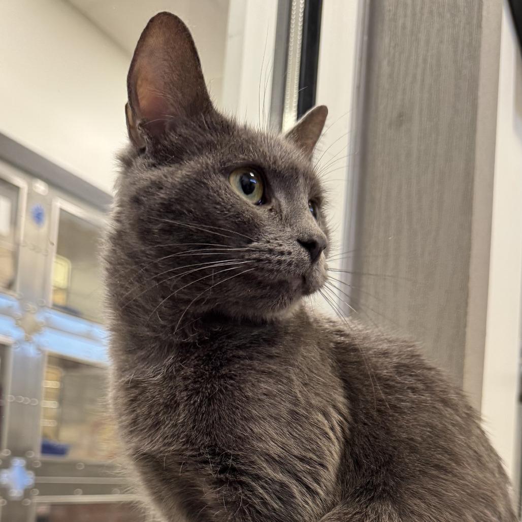 Enlarge Makenzie, a Adoptable Domestic Short Hair in York, PA image 4/5