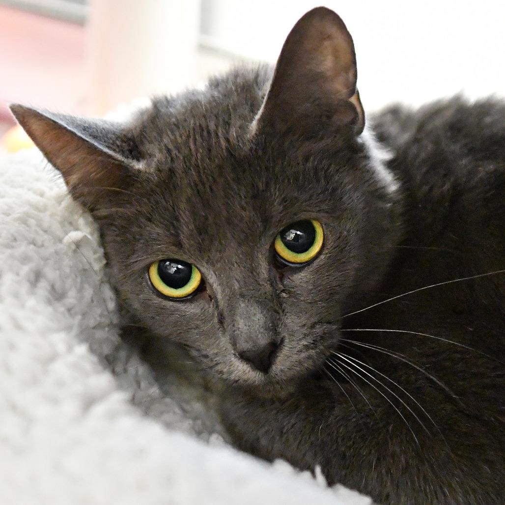 Enlarge Makenzie, a Adoptable Domestic Short Hair in York, PA image 5/5