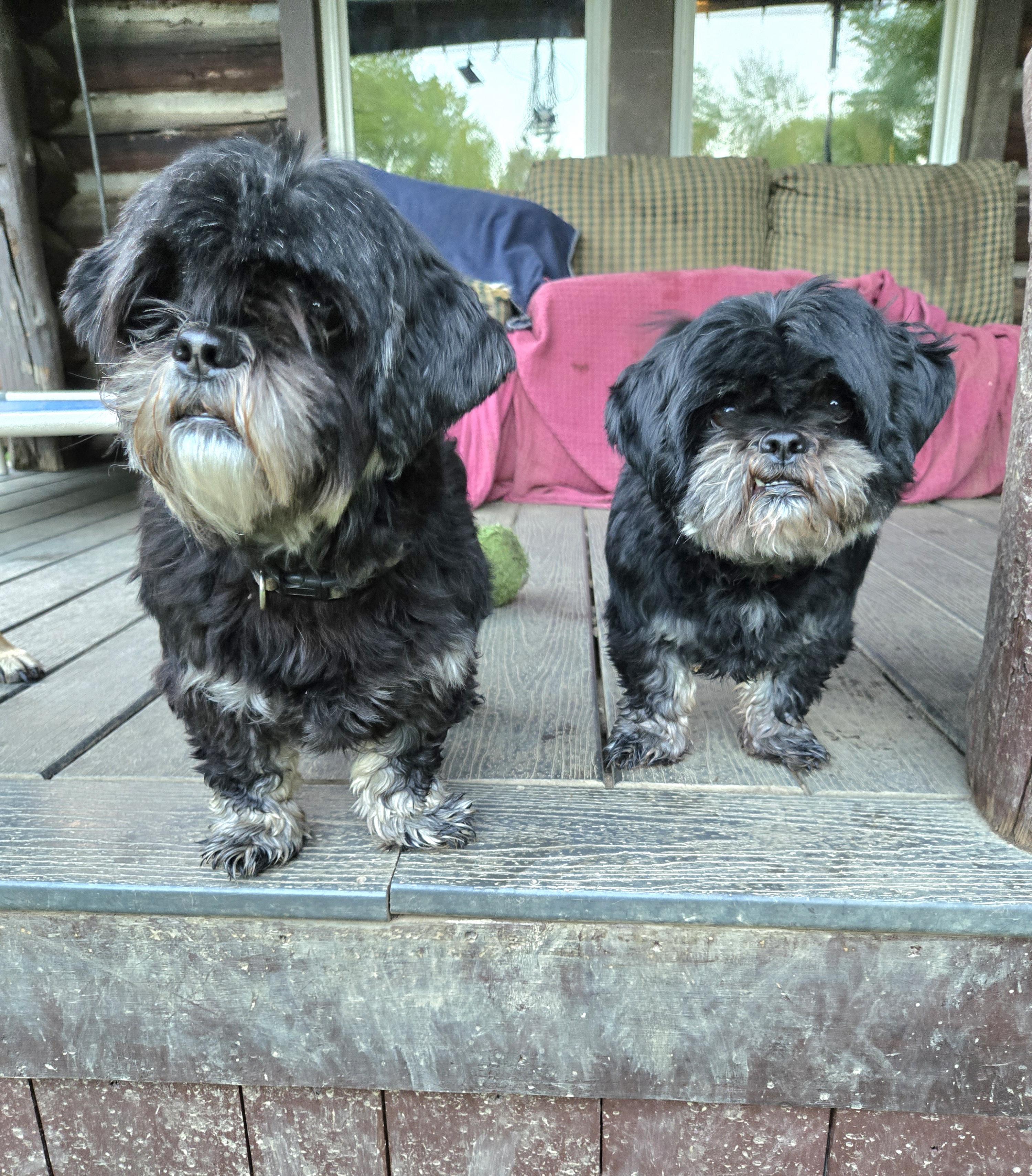 Lucy & LuLu, adoptable, Adult Female Shih Tzu.