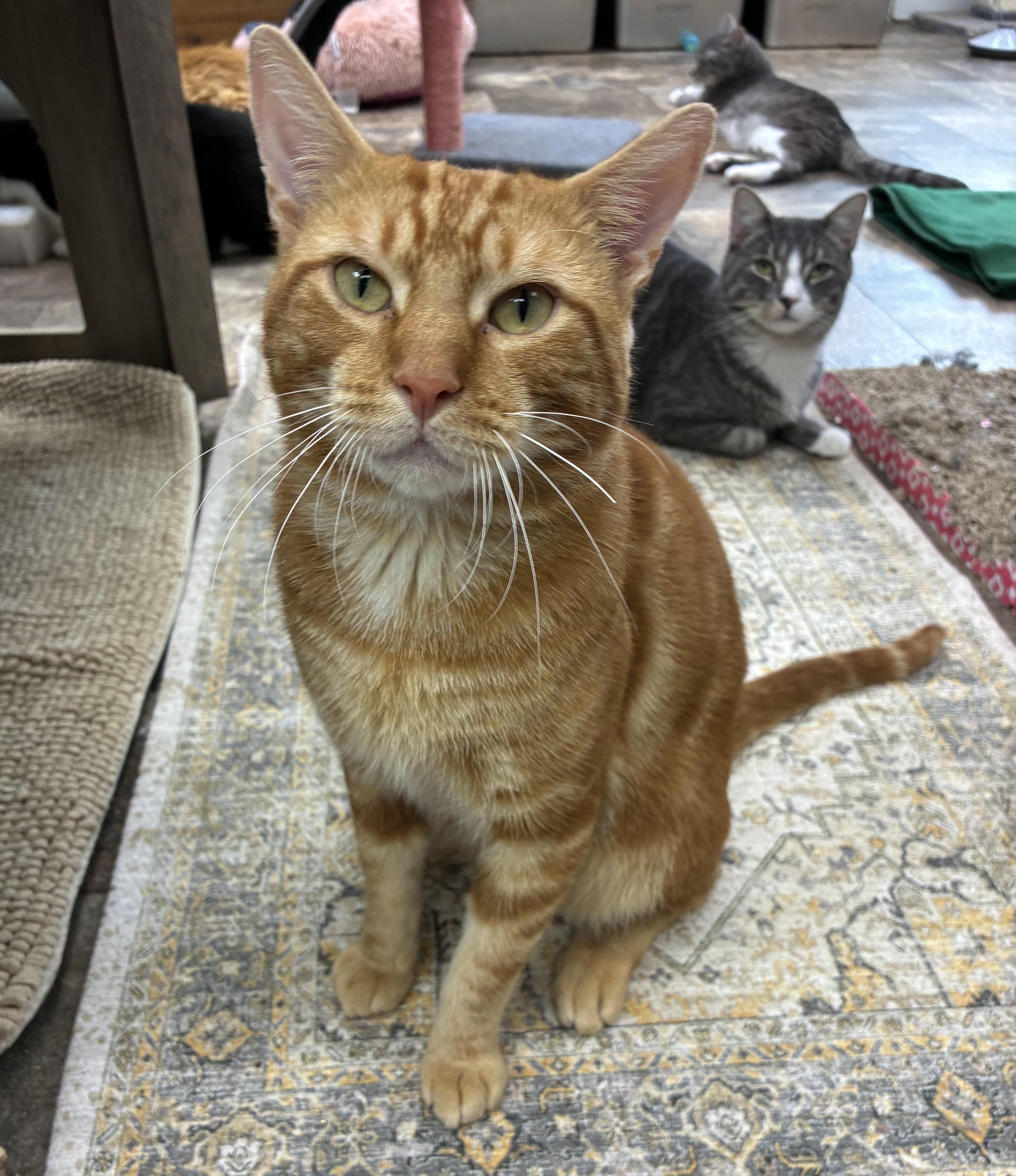 Enlarge Lucky Day, an adopted Domestic Short Hair in Breinigsville, PA image 1/1