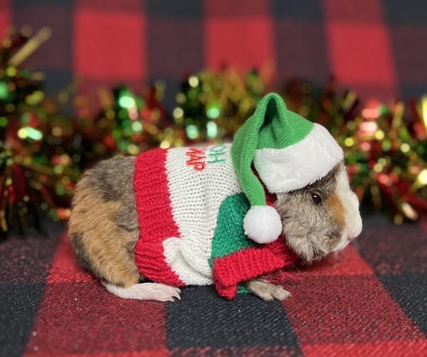 Moe, Adoptable, Baby Male Guinea Pig.