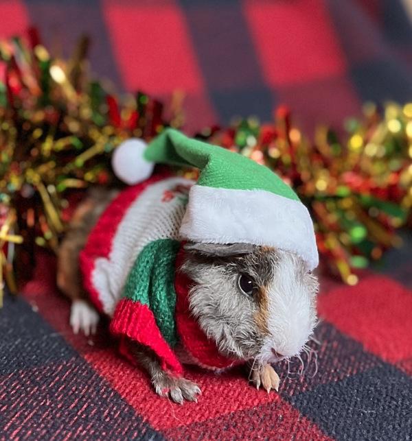 Enlarge Moe, a Adoptable mixed breed in Monterey, CA image 2/3