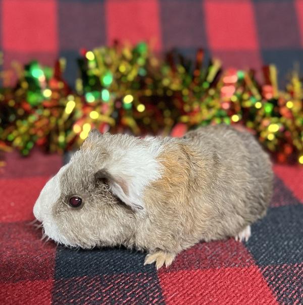 Enlarge Moe, a Adoptable mixed breed in Monterey, CA image 3/3