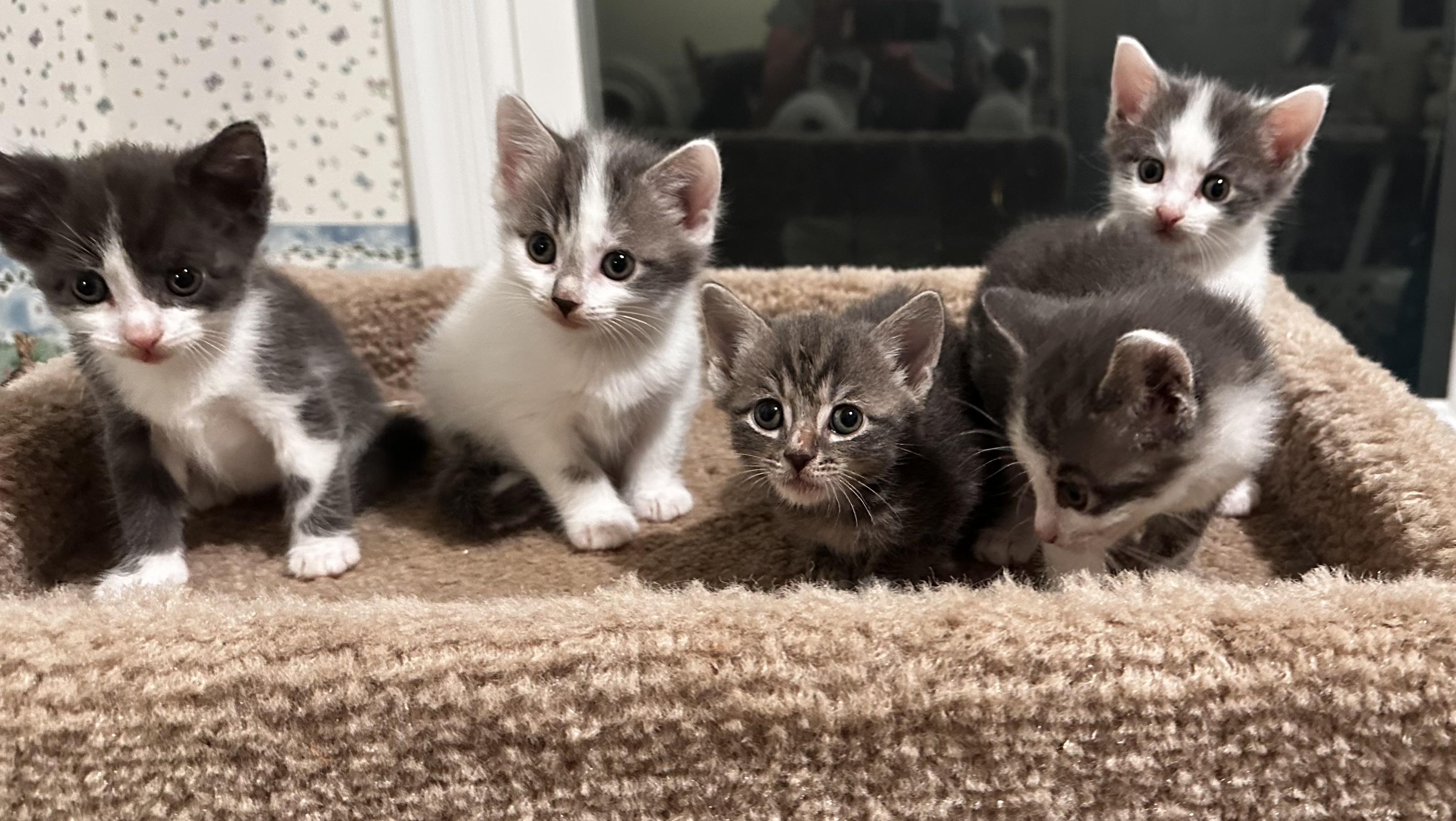 Cat for adoption Felix & Oscar, an American Shorthair Mix in