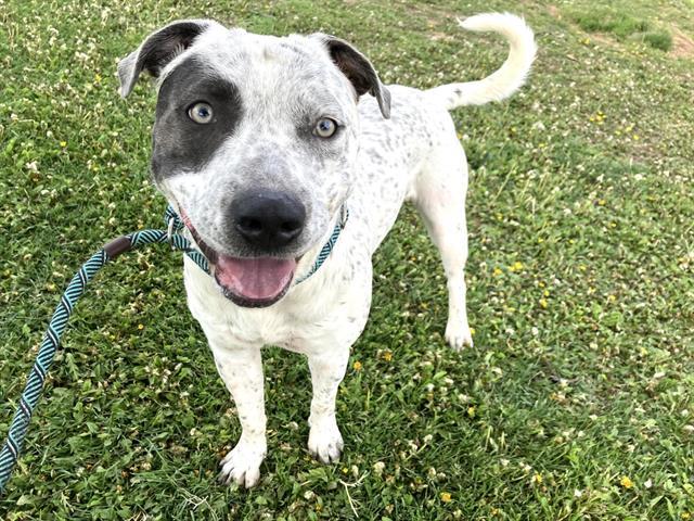 OREO BLIZARD, Adoptable, Young Male Pit Bull Terrier & Mixed Breed.
