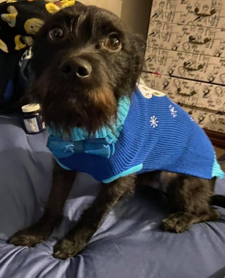 Bentley, Adopted, Adult Male Scottish Terrier.