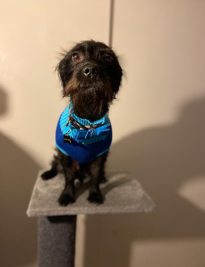 Bentley, a Adopted Scottish Terrier in Escondido, CA image 2/3
