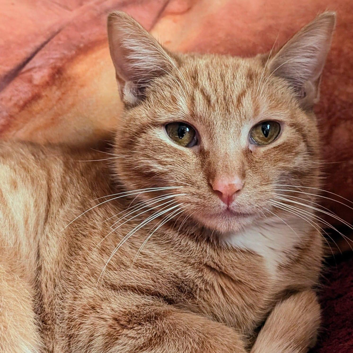 Enlarge Buttercup, a ADOPTABLE Tabby in New York, NY image 5/6