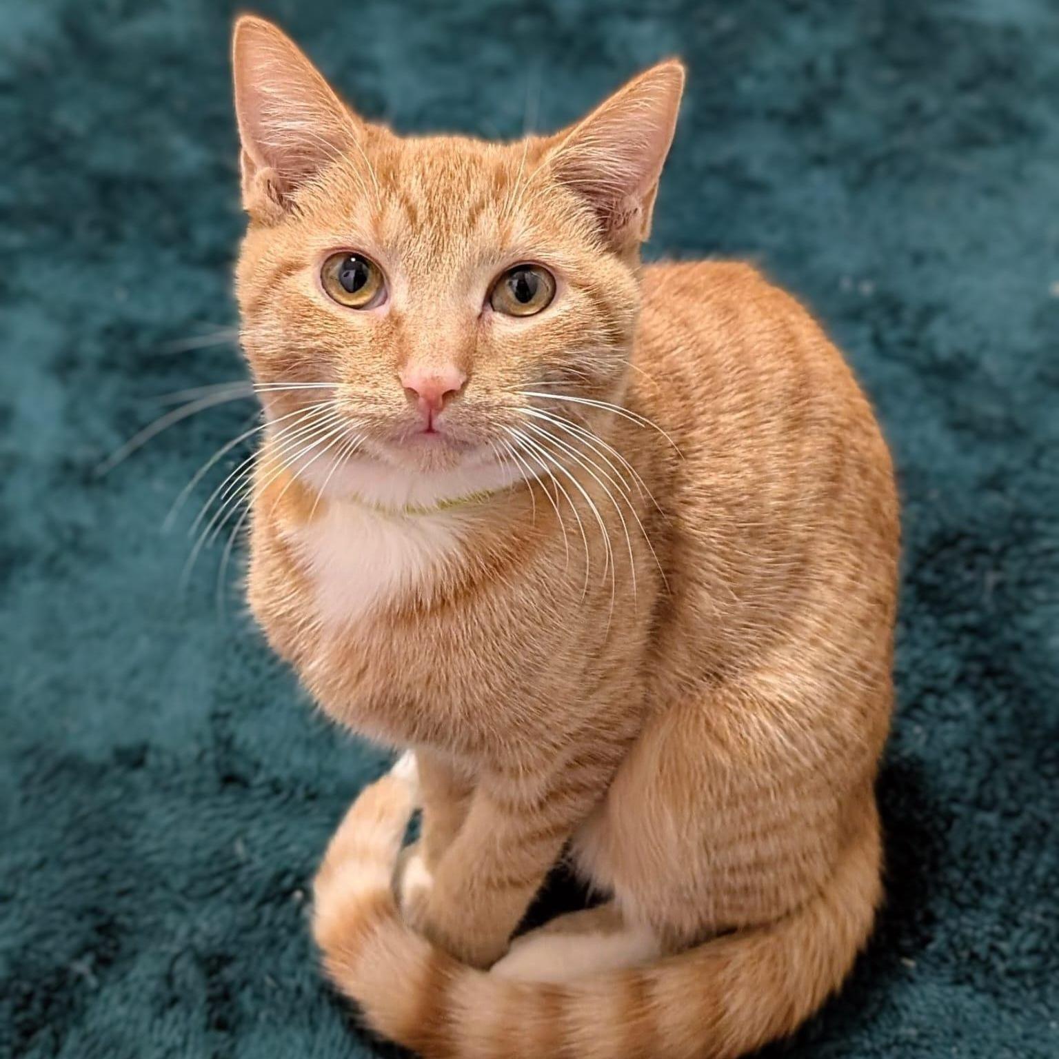Enlarge Buttercup, a ADOPTABLE Tabby in New York, NY image 2/6