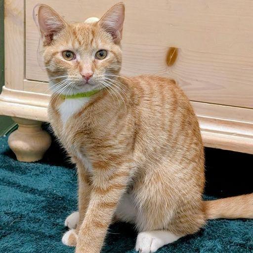 Enlarge Buttercup, a ADOPTABLE Tabby in New York, NY image 4/6
