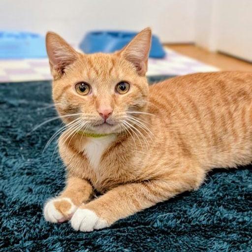 Enlarge Buttercup, a ADOPTABLE Tabby in New York, NY image 6/6