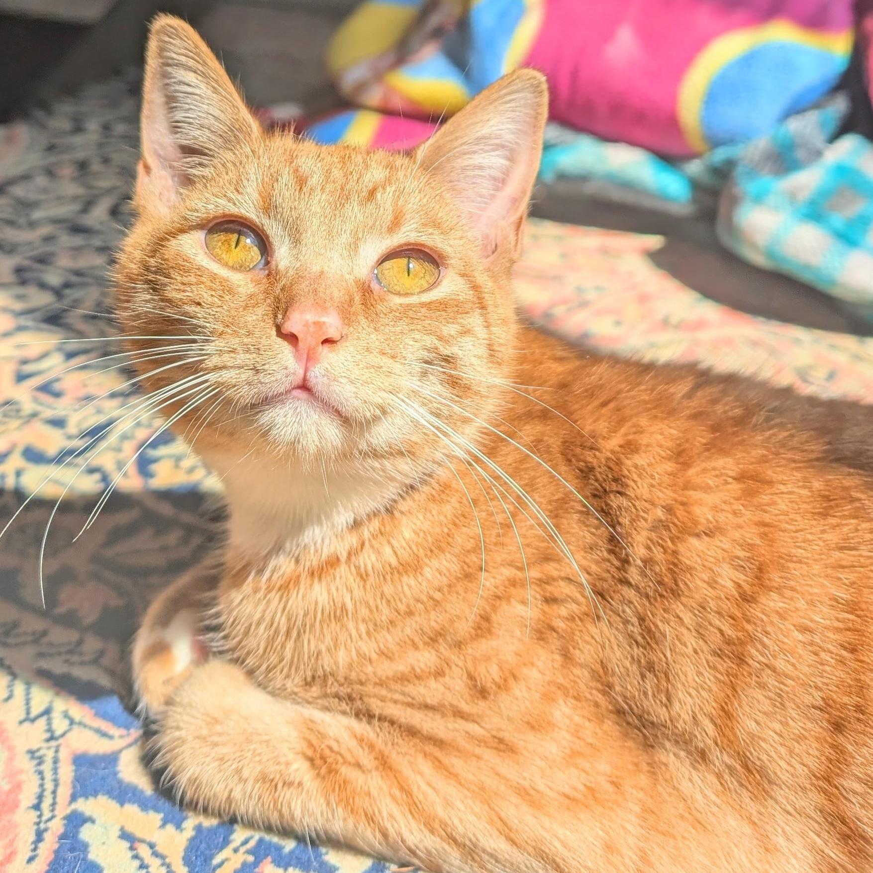 Buttercup, ADOPTABLE, Young Female Tabby.