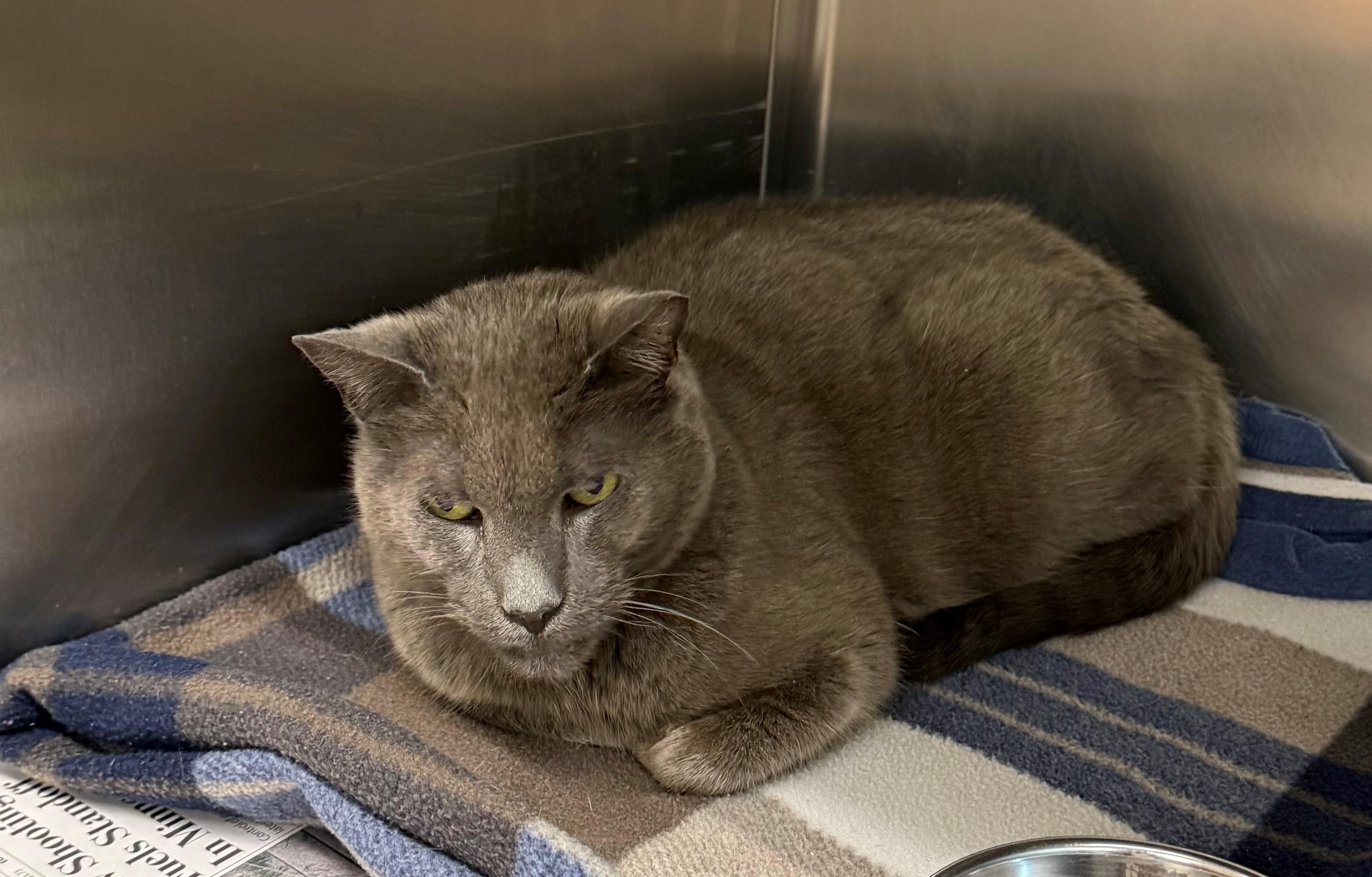 Ivan, ADOPTABLE, Adult Male Domestic Short Hair.