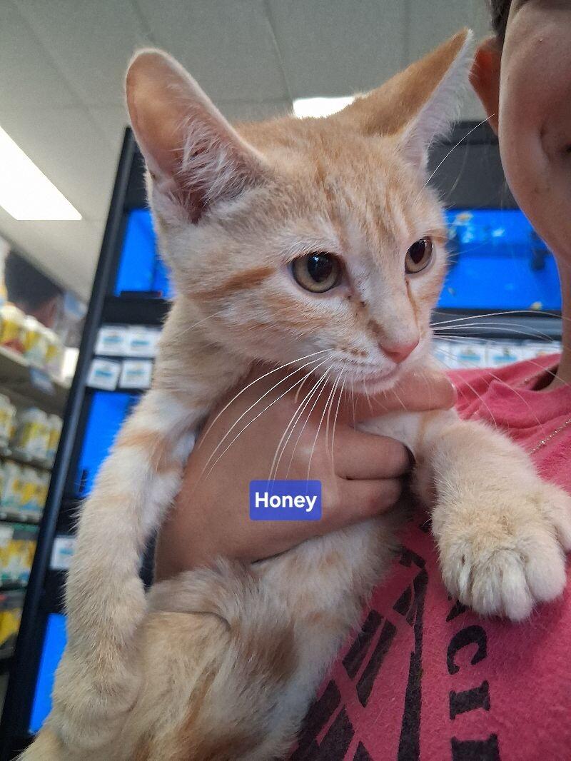 Enlarge Honey, a Adoptable Domestic Short Hair in MOUNT AIRY, NC image 1/1