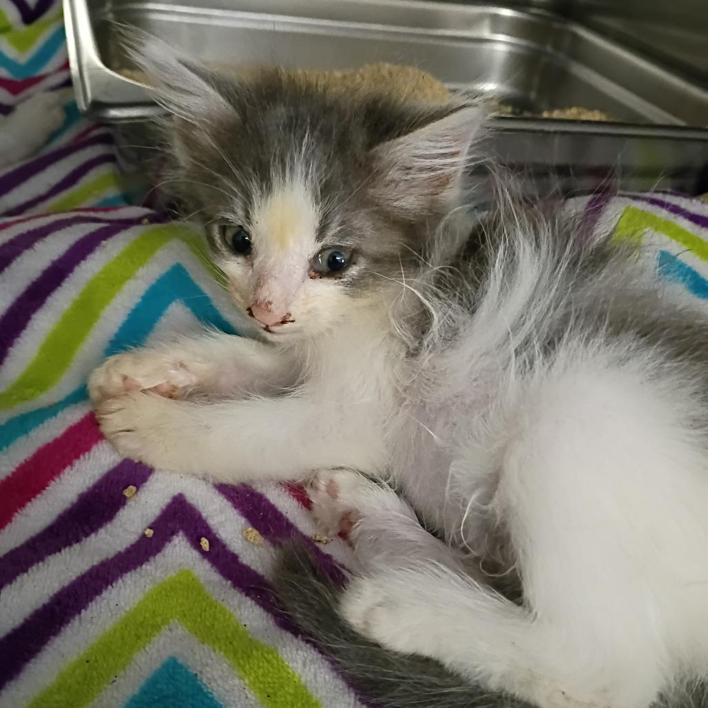 Enlarge Charcoal, a Adoptable Domestic Medium Hair in Fort Smith, AR image 1/2