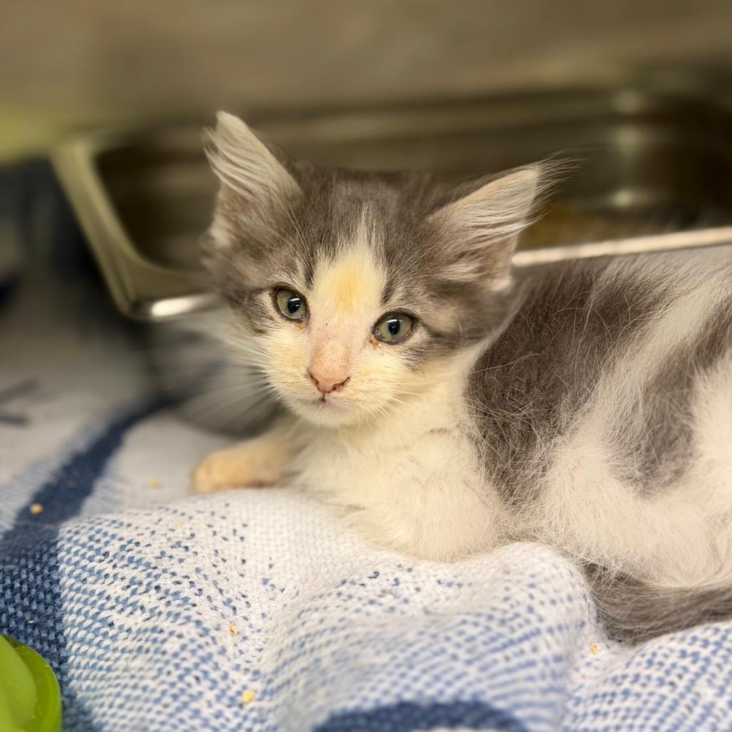 Enlarge Charcoal, a Adoptable Domestic Medium Hair in Fort Smith, AR image 2/2