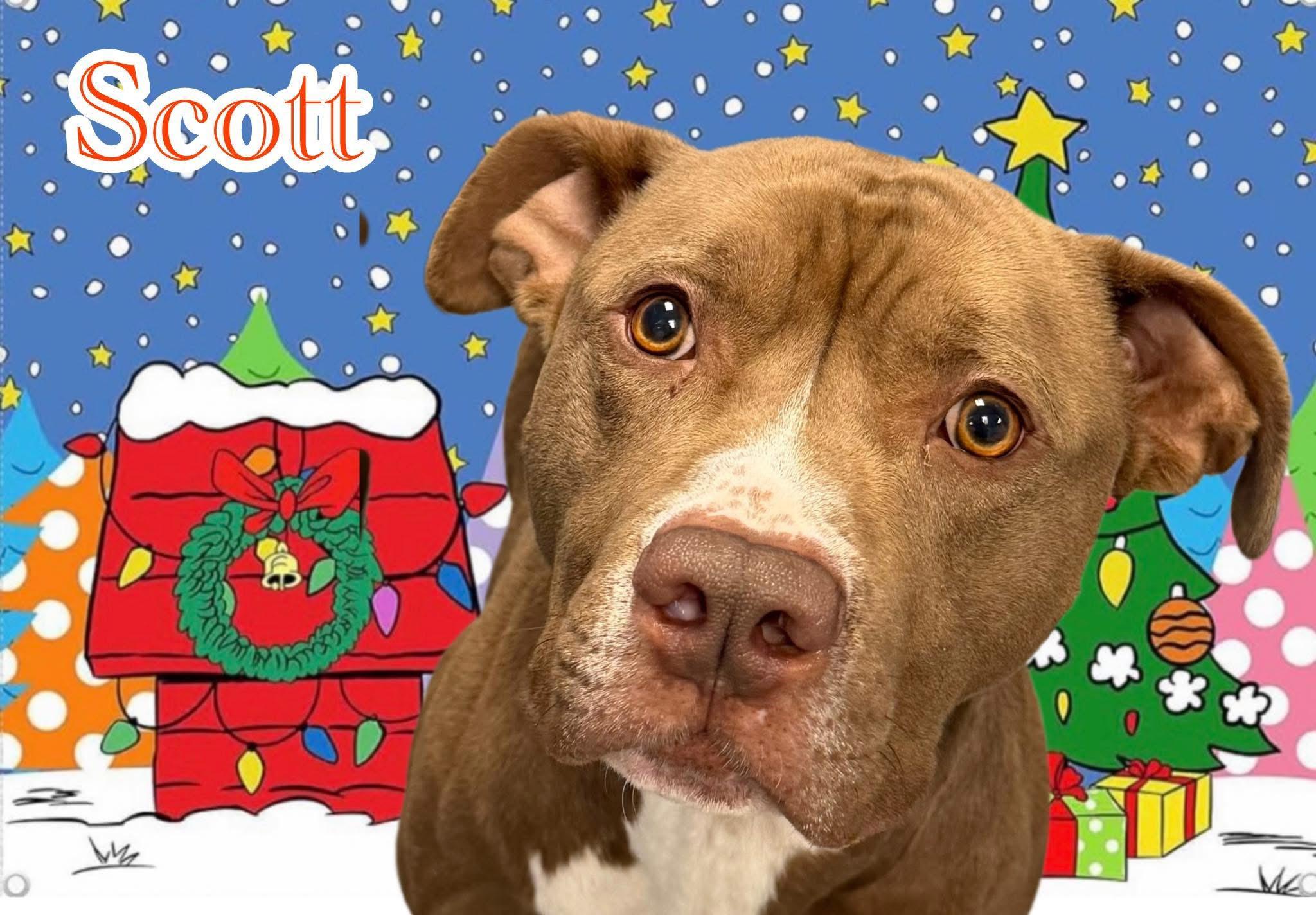 Enlarge Scott, a ADOPTABLE Mixed Breed in Flint, MI image 1/1