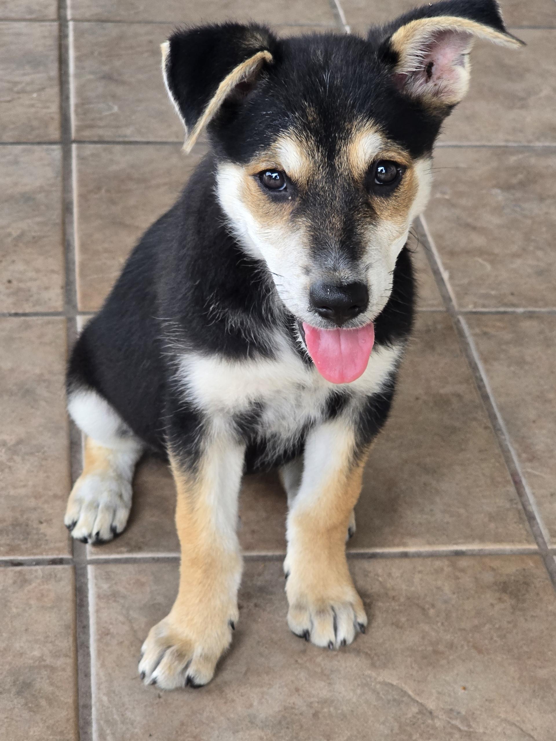 Drew, Baby Female Shepherd