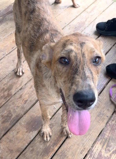 260791  Andy, Adoptable, Young Male Australian Cattle Dog / Blue Heeler & Boxer.