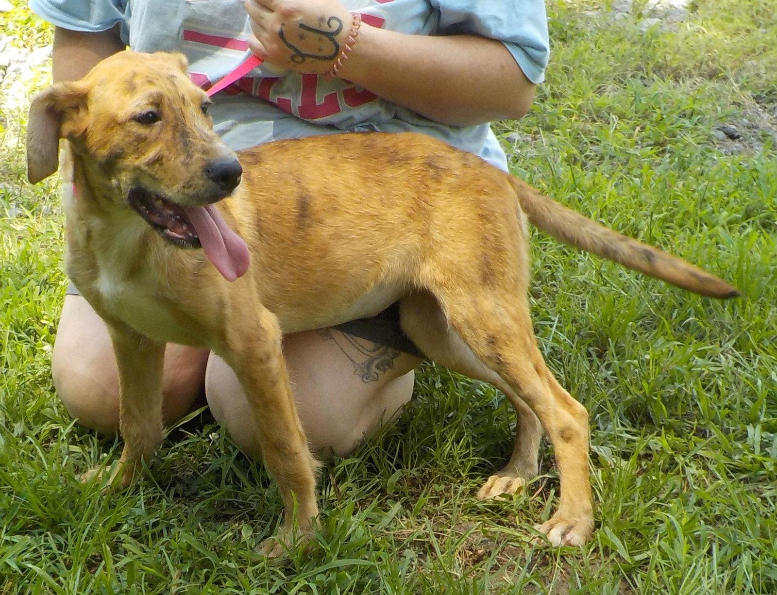 Enlarge 260791  Andy, a Adoptable mixed breed in Wetumpka, AL image 2/3