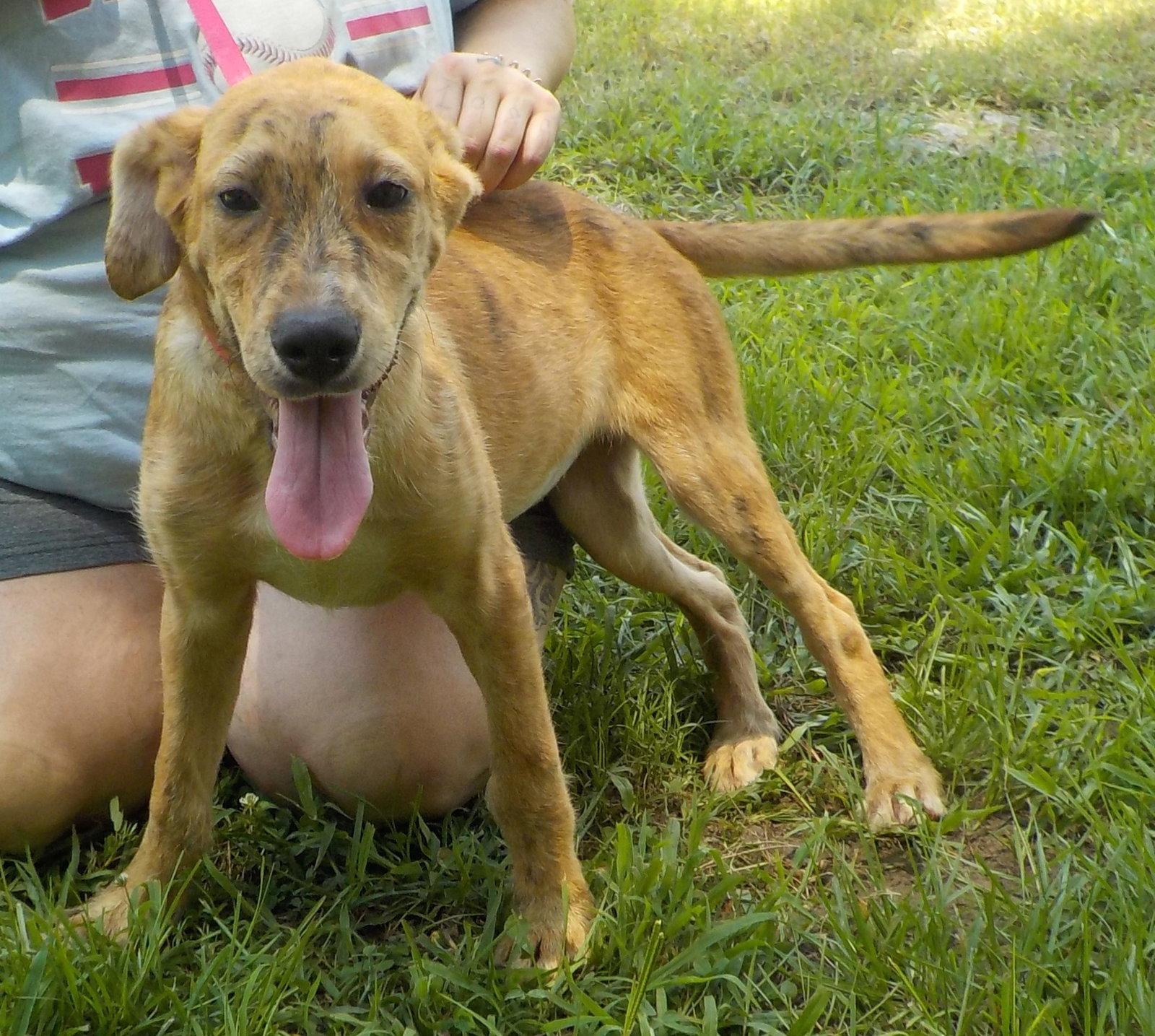 Enlarge 260791  Andy, a Adoptable mixed breed in Wetumpka, AL image 3/3