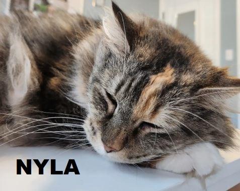 Enlarge Nyla, a Adopted mixed breed in Owatonna, MN image 1/3