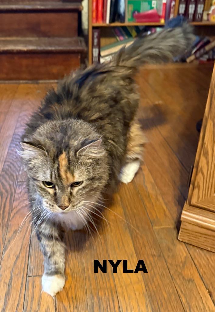 Enlarge Nyla, a Adopted mixed breed in Owatonna, MN image 2/3