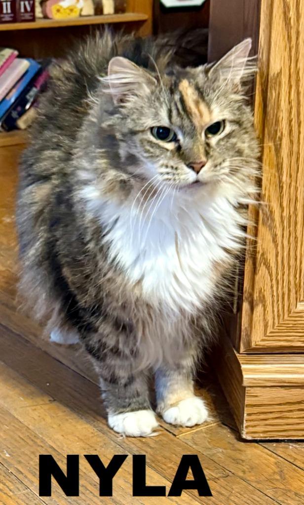 Enlarge Nyla, a Adopted mixed breed in Owatonna, MN image 3/3