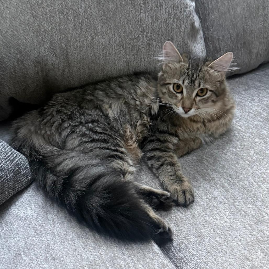 Kevin, Adoptable, Kitten Male Domestic Short Hair.