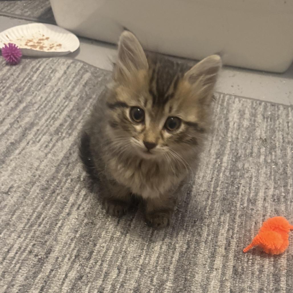 Enlarge Kevin, a Adoptable Domestic Short Hair in Stagecoach, NV image 2/3