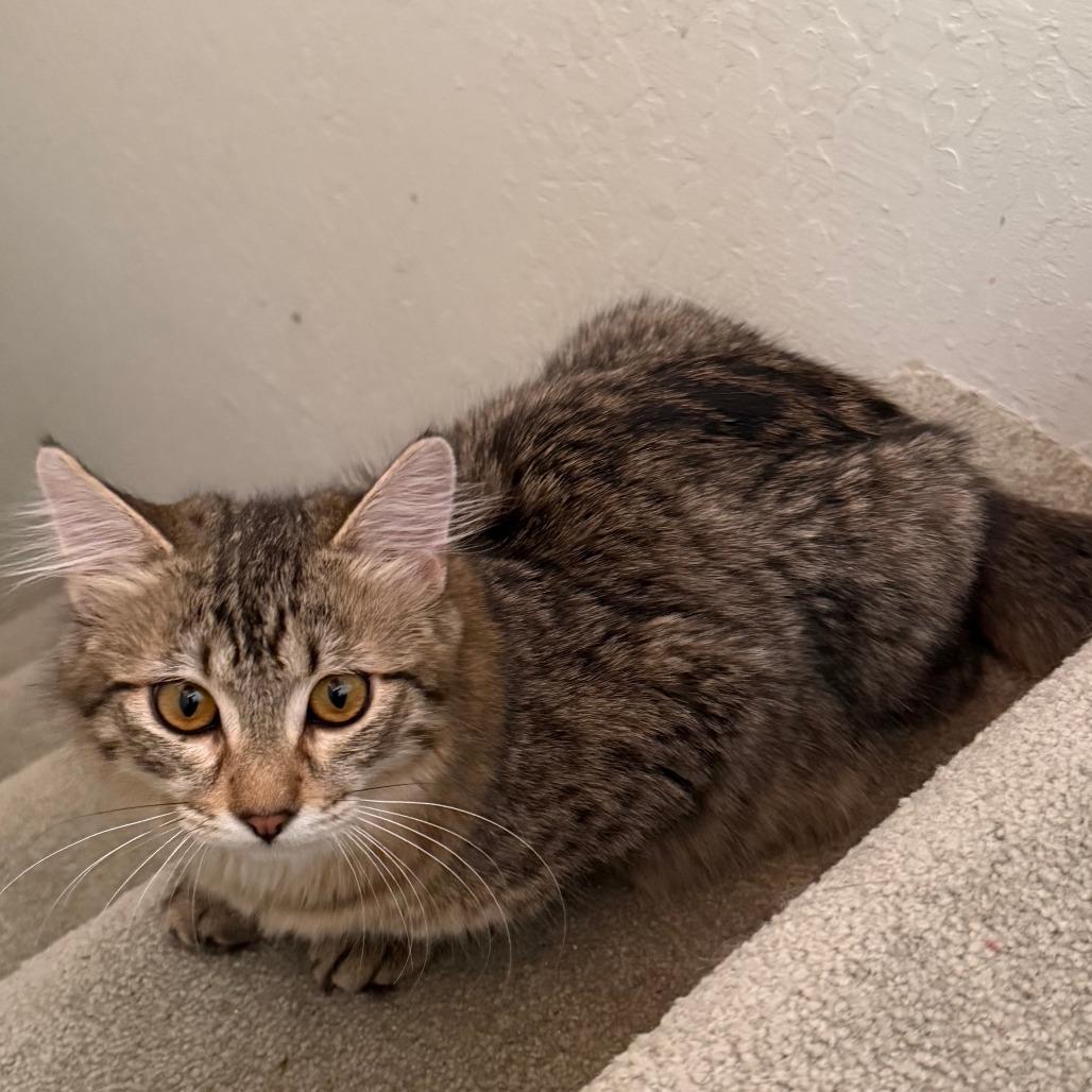 Enlarge Kevin, a Adoptable Domestic Short Hair in Stagecoach, NV image 3/3