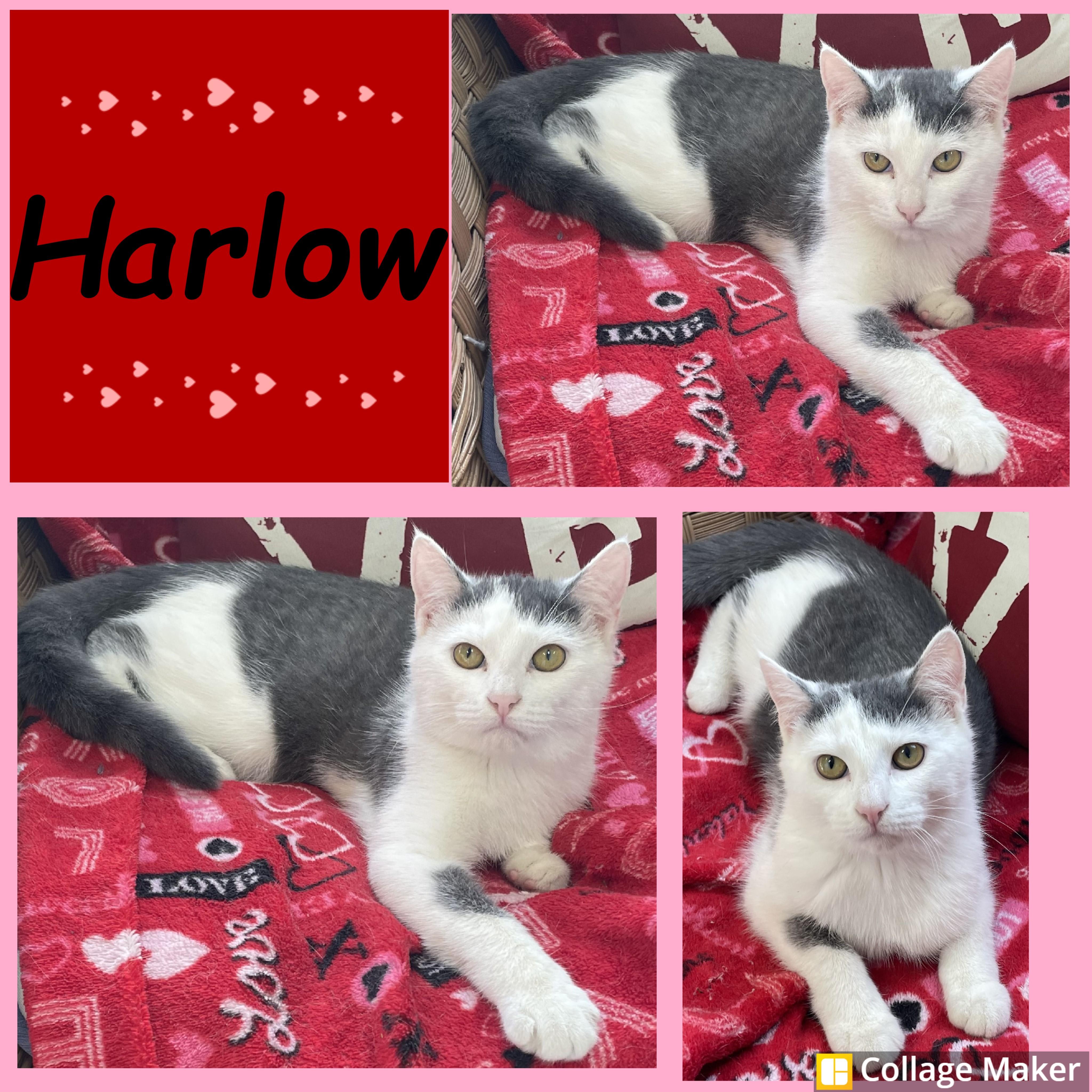 Enlarge Harlow, a ADOPTABLE mixed breed in Clearfield, PA image 1/1