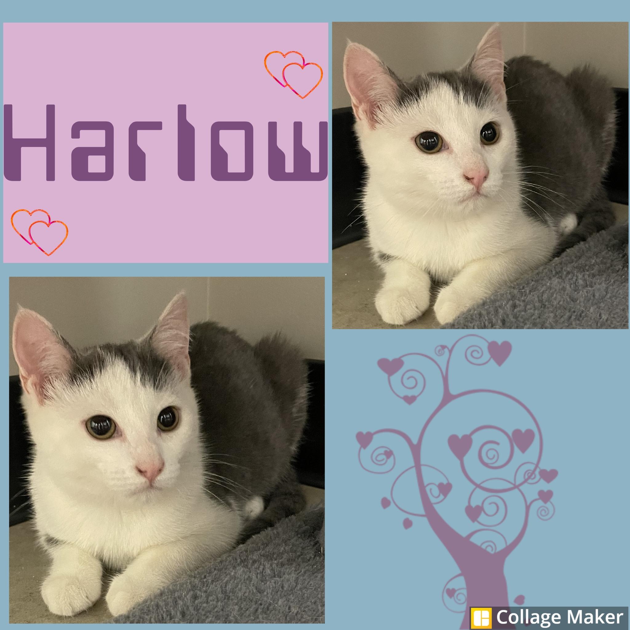 Enlarge Harlow, a ADOPTABLE mixed breed in Clearfield, PA image 1/1