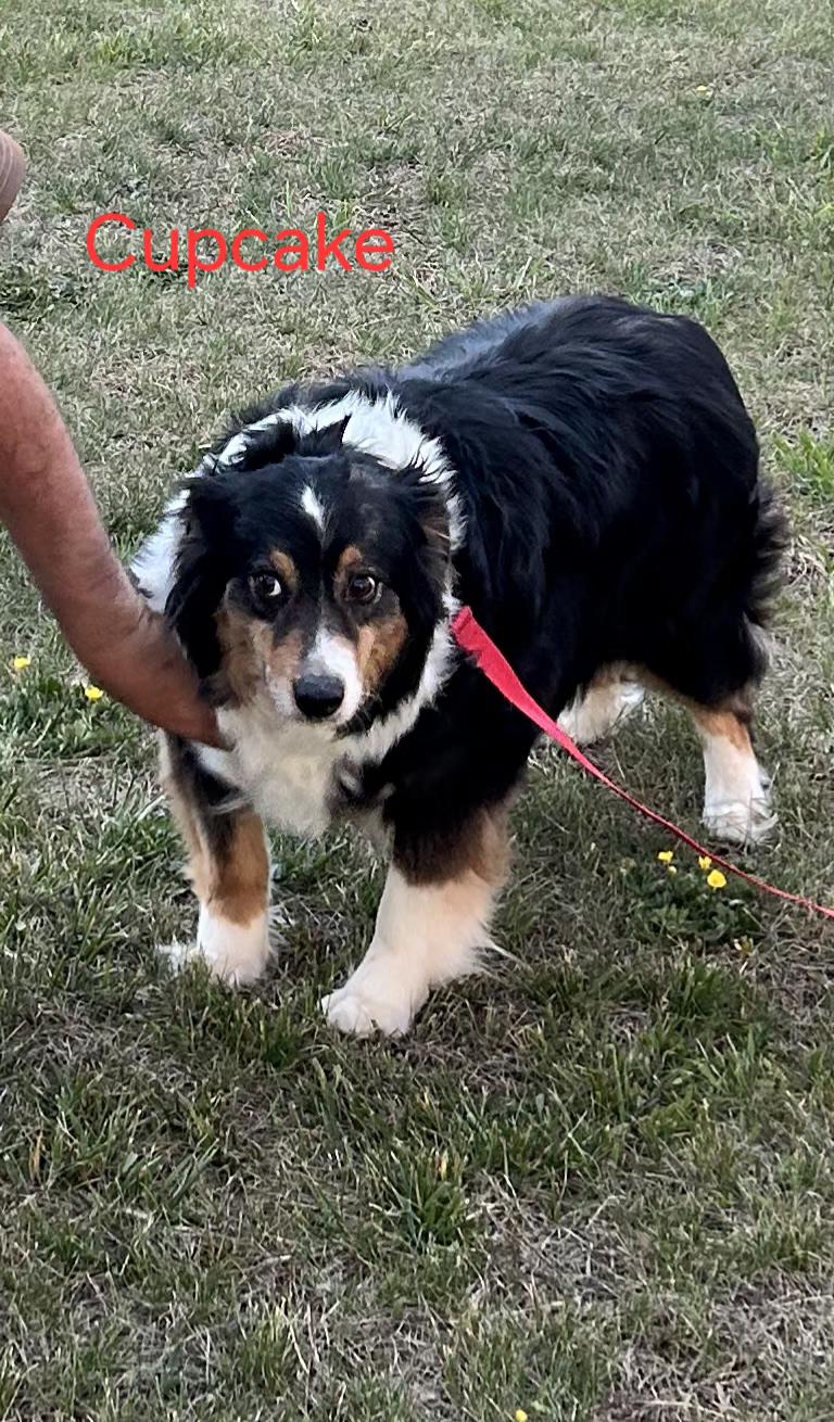 Enlarge Cupcake, a ADOPTABLE Australian Shepherd in Alexandria, VA image 2/2