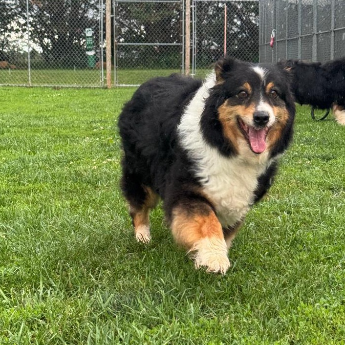 Enlarge Cupcake, a ADOPTABLE Australian Shepherd in Alexandria, VA image 1/2