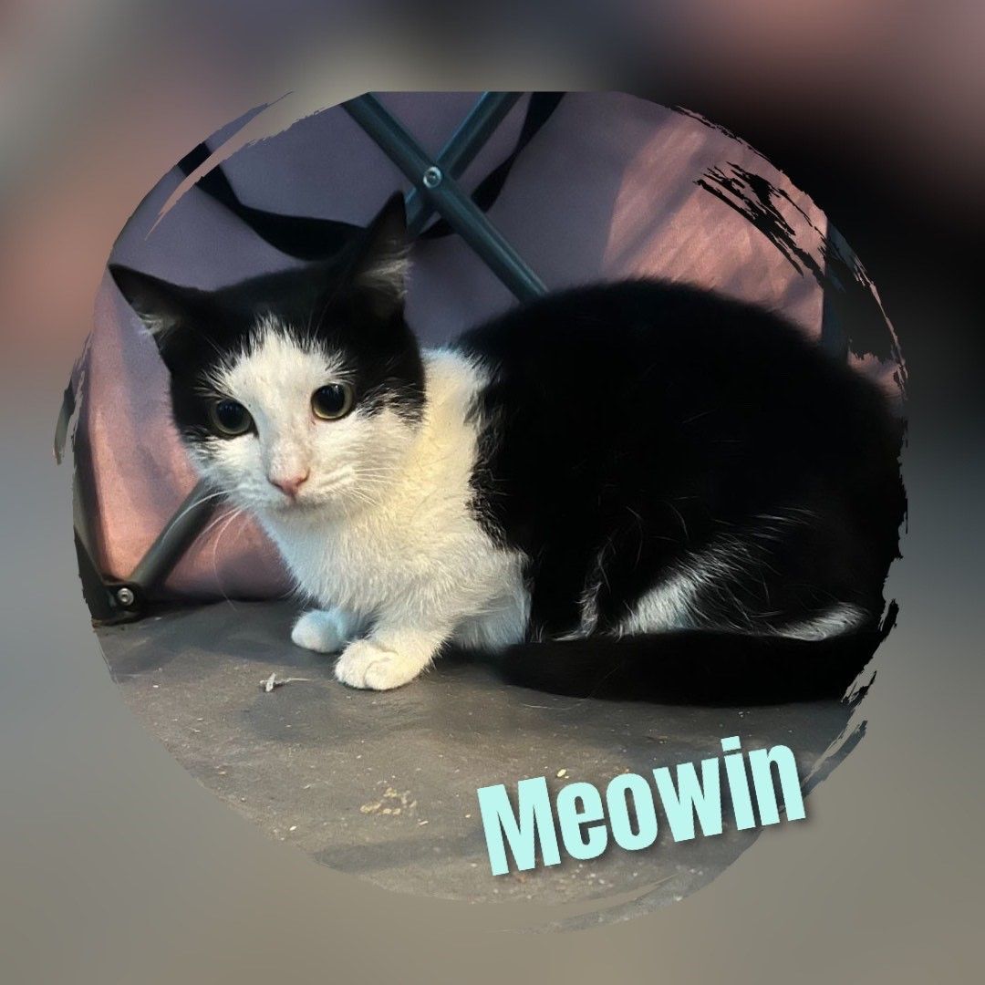 Meowin, an adopted Domestic Short Hair in Fort Worth, TX image 2/3